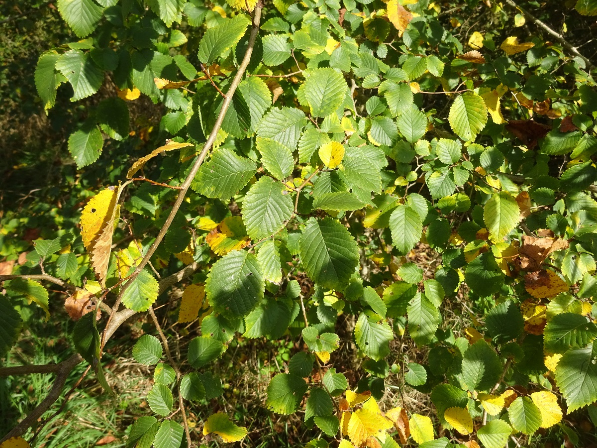 Ulmus carpinifolia (Ulmaceae)